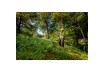 FSB 36-18 LTX BL 40 Cordless Brush Cutte thumbnail