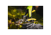 Foarfeca de gradina bypass STRONG GX thumbnail