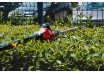 R20 Cordless Pole saw & Hedge Trimmer 2in1 2Ah 3m RDP-PSHT20 thumbnail