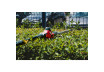 R20 Cordless Pole saw & Hedge Trimmer 2in1 2Ah 3m RDP-PSHT20 thumbnail