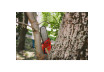 R20 Trimmer electric brushless 40V 4in1 RDP-BCPSHT20 thumbnail